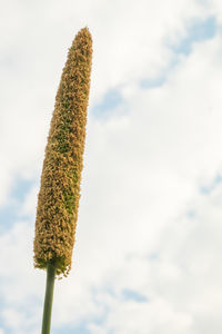 Low angle view of plant against sky