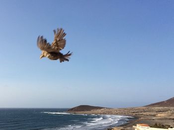 Bird flying over sea against clear blue sky