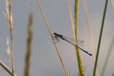 Close-up of dragonfly on twig