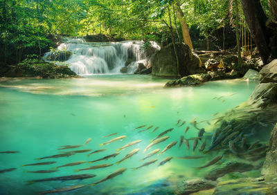 Scenic view of waterfall in forest