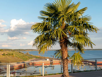 Palm trees on beach against sky