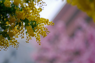 Mimosa in tokyo