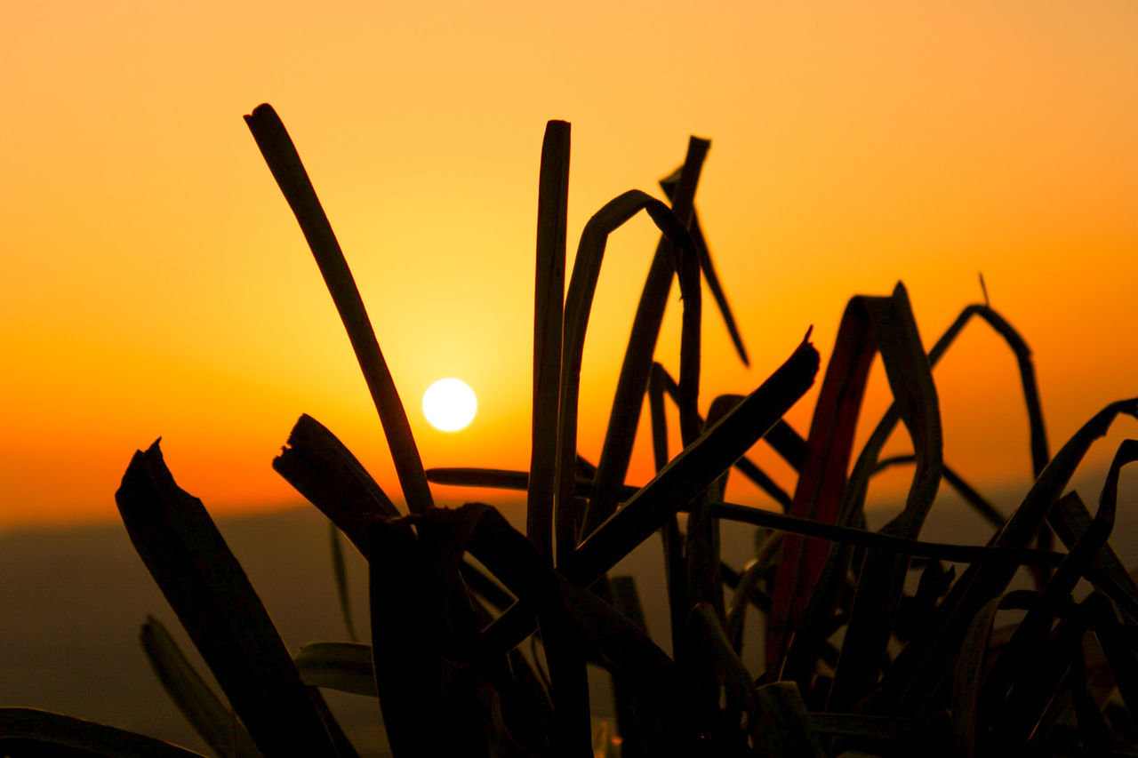 CLOSE-UP OF SILHOUETTE PLANTS AGAINST ORANGE SUNSET SKY