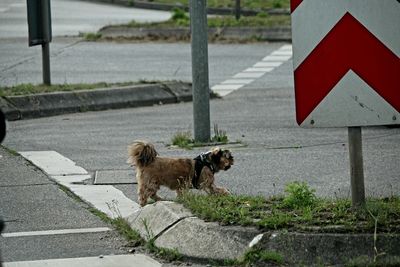 View of a dog on the street