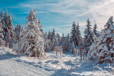 Trees on snow covered land against sky