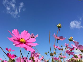 Low angle view of cosmos flowers against blue sky