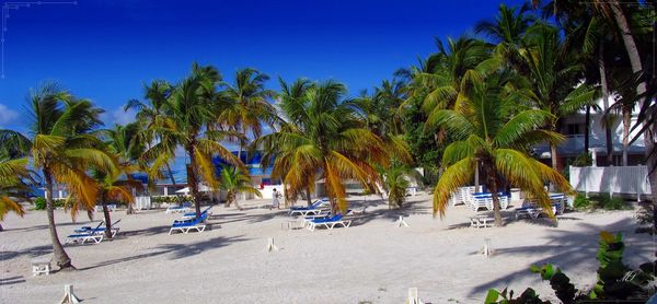 Palm trees on beach against clear blue sky