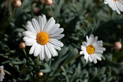 Close-up of white daisy flowers