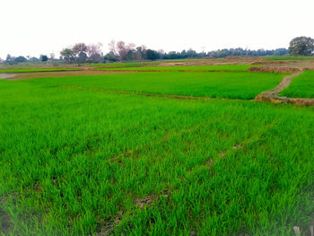 Scenic view of agricultural field against sky
