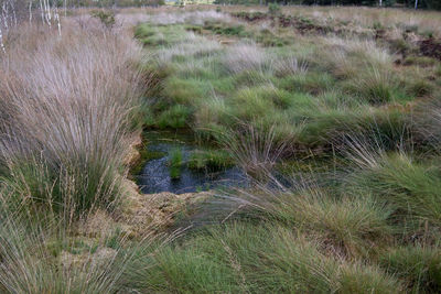 Scenic view of swamp on field