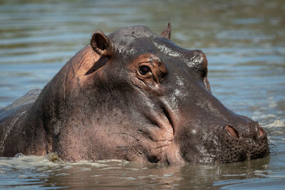 Close-up of hippo watching camera in river