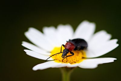 Close-up of insect on flower