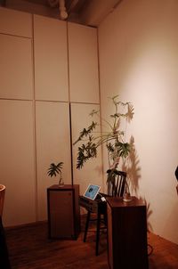 Potted plant on table against wall at home
