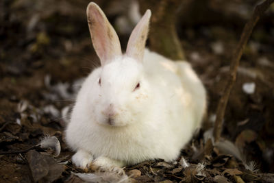 Calm white rabbit lying down on the soil in the garden.
