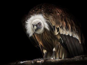 Close-up of bird perching on branch against black background