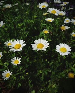 Close-up of white daisy flowers