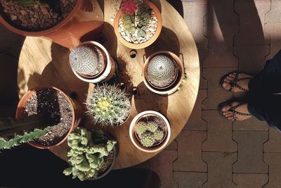 High angle view of potted plants on table