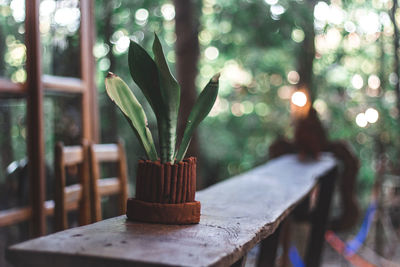 Close-up of potted plant on table