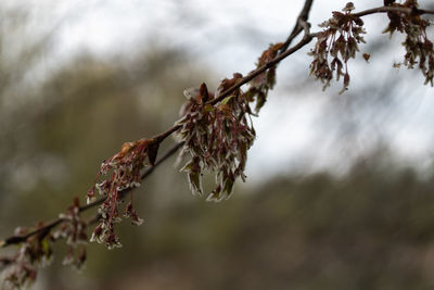 Close-up of wilted plant