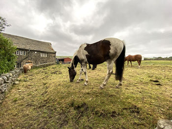 Horses, grazing in the corner of a field, on a cloudy day in, thornton, bradford, uk