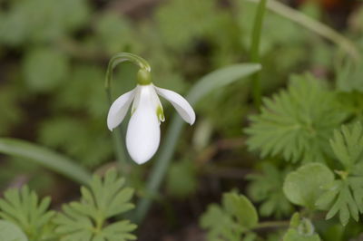 Close-up of white flowering plant