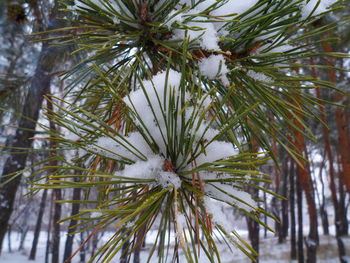 Close-up of pine tree during winter