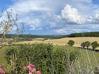 Scenic view of grassy field against sky