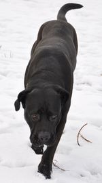 Close-up of black dog on snow field