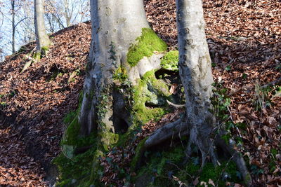 Close-up of tree roots in forest