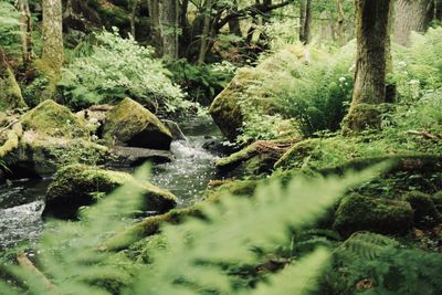 Scenic view of river flowing through forest