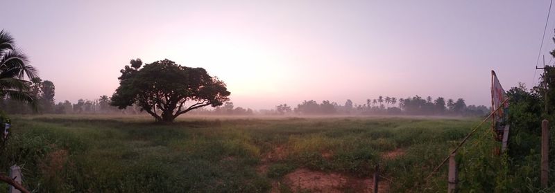 Trees on field against sky during sunset