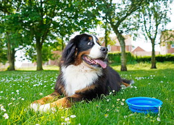 Bernese mountain dog lying on the green grass in the dog friendly park. blue water bowl next to him