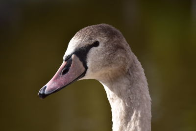 Close-up of swan