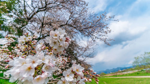 Cherry blossom tree against sky