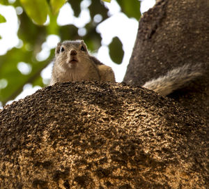 Low angle view of squirrel on tree trunk