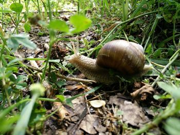 Close-up of mushroom growing on field
