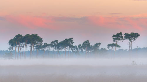 Trees against sky during sunset