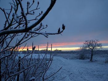 Bare tree against sky during sunset