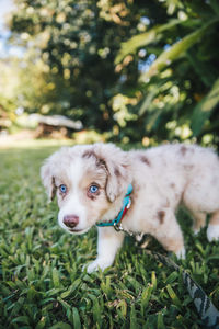 Portrait of puppy