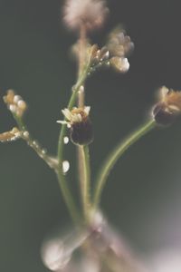 Close-up of flower