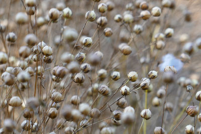 Close-up of flowers growing on field