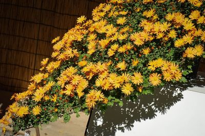 Close-up of yellow flowers blooming outdoors
