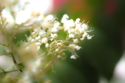 Close-up of white flowering plant