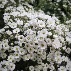 Close-up of white flowers