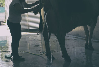 Silhouette of a woman washing a cow