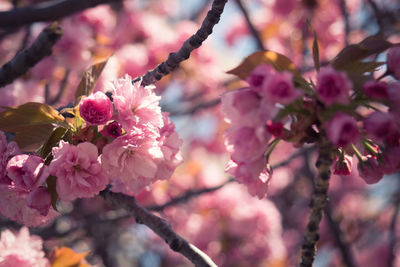 Close-up of pink flowers on branch