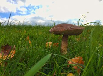 Scenic view of grassy field