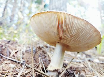 Close-up of mushroom growing in forest