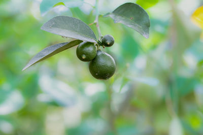 green