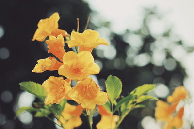 Close-up of yellow flowering plant